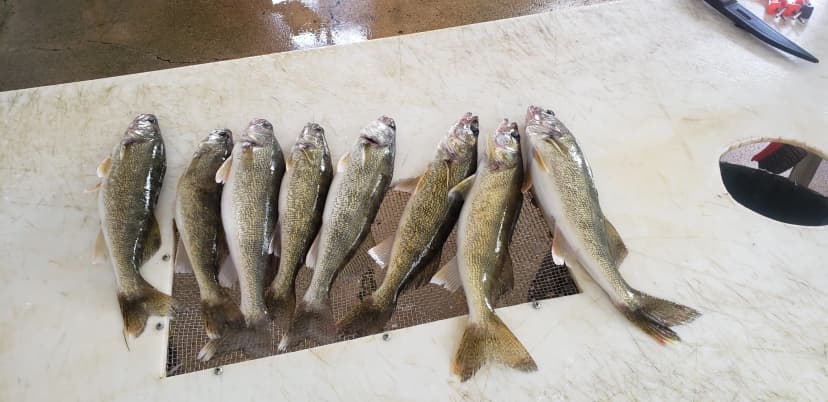 Fish from a Lake of the Woods trip
