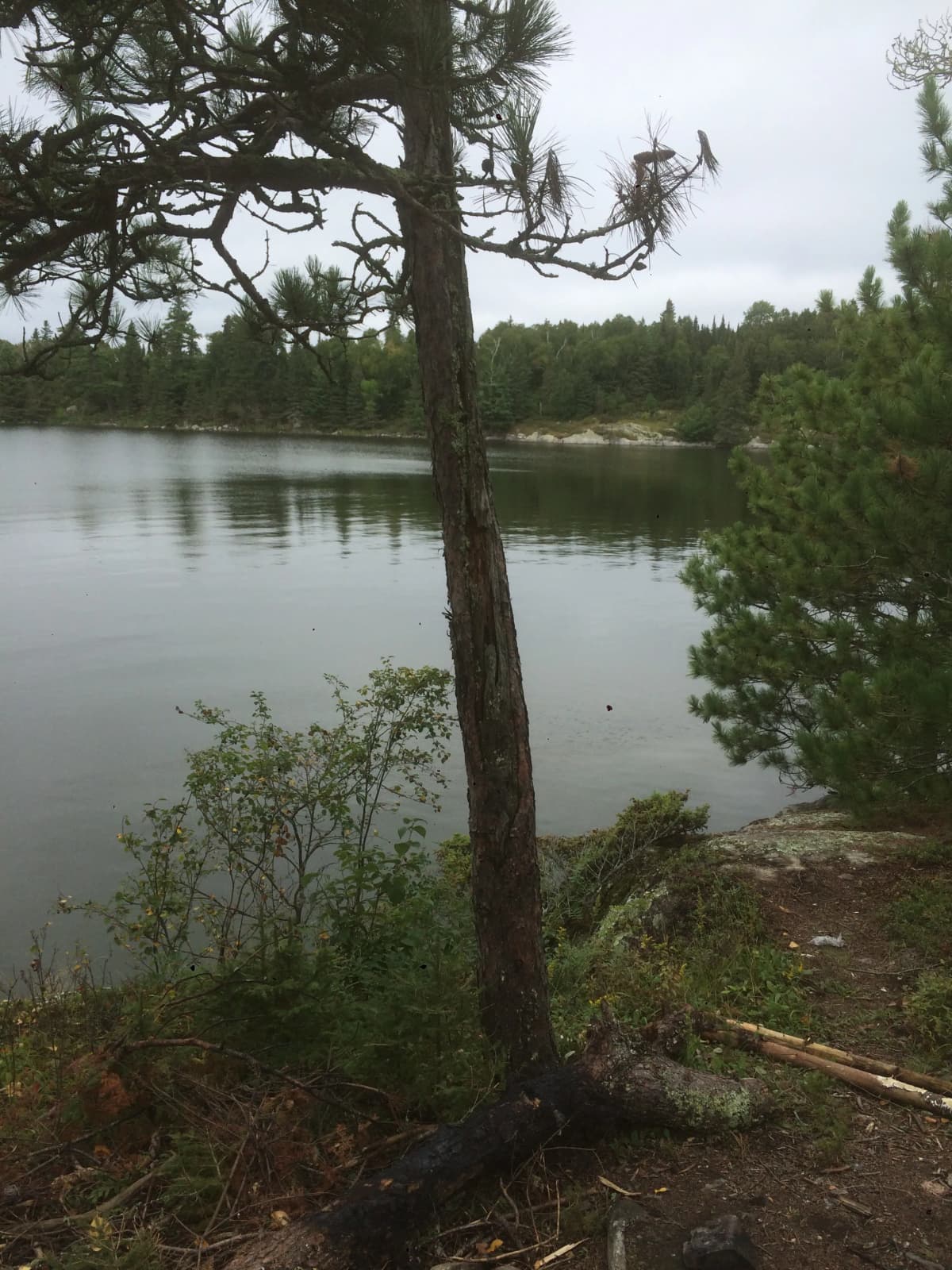 Lake of the Woods shoreline in the Reel Therapy Guide Service area