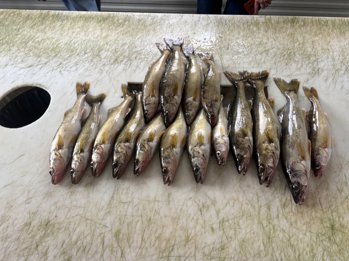 Fish caught during a Reel Therapy Guide Service trip